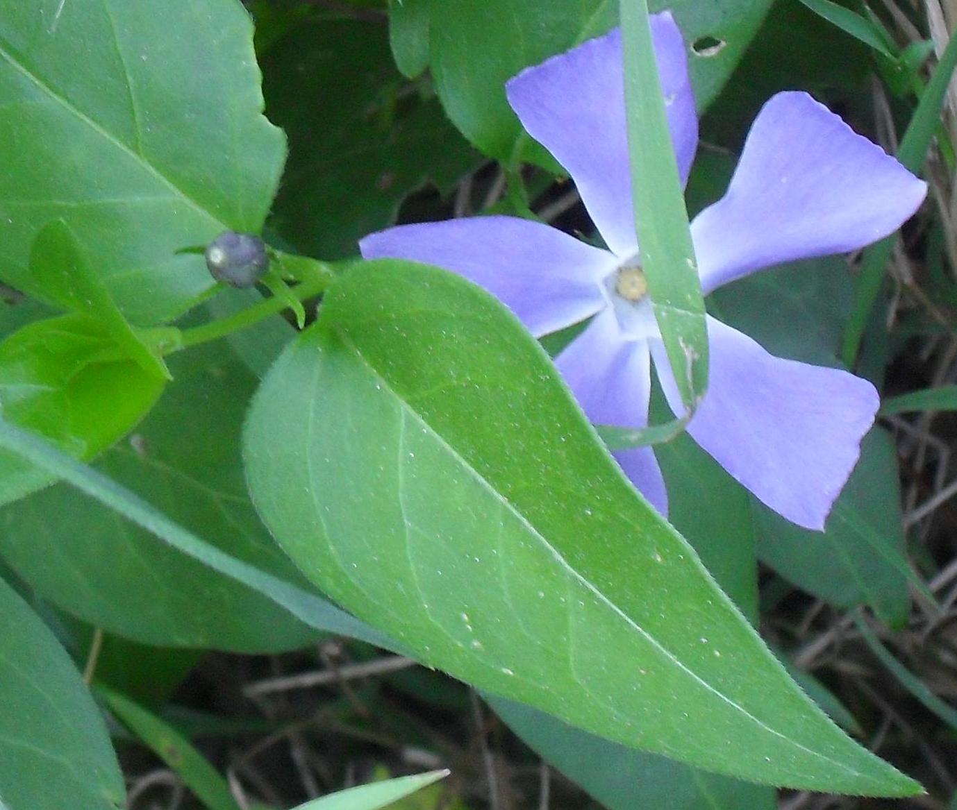 Vinca major  (Apocynaceae)